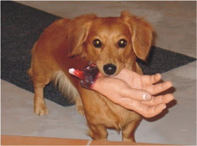 http://1.bp.blogspot.com/_Vr8Xl0cbUZA/Sd2GhOr5AzI/AAAAAAAAGvQ/tTzNHLsi_8o/s400/Image%2B%253D%2BDog%2BBites%2BHand.jpg