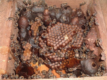 Swarm tiúba (M. fasciculata)