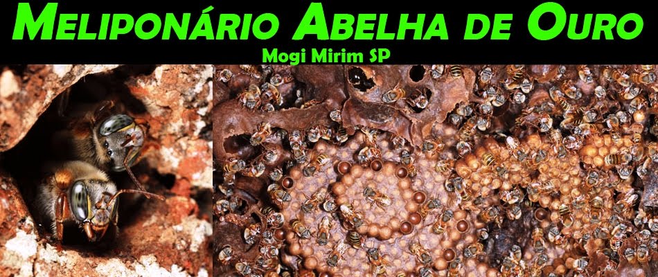 Abelha de ouro
