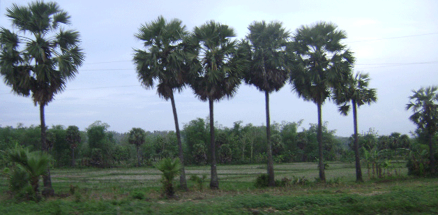 Pohon Siwalan berbaris