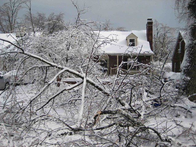 [tree+down+2.jpg]