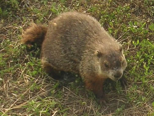 [DogGroundHog-small.jpg]