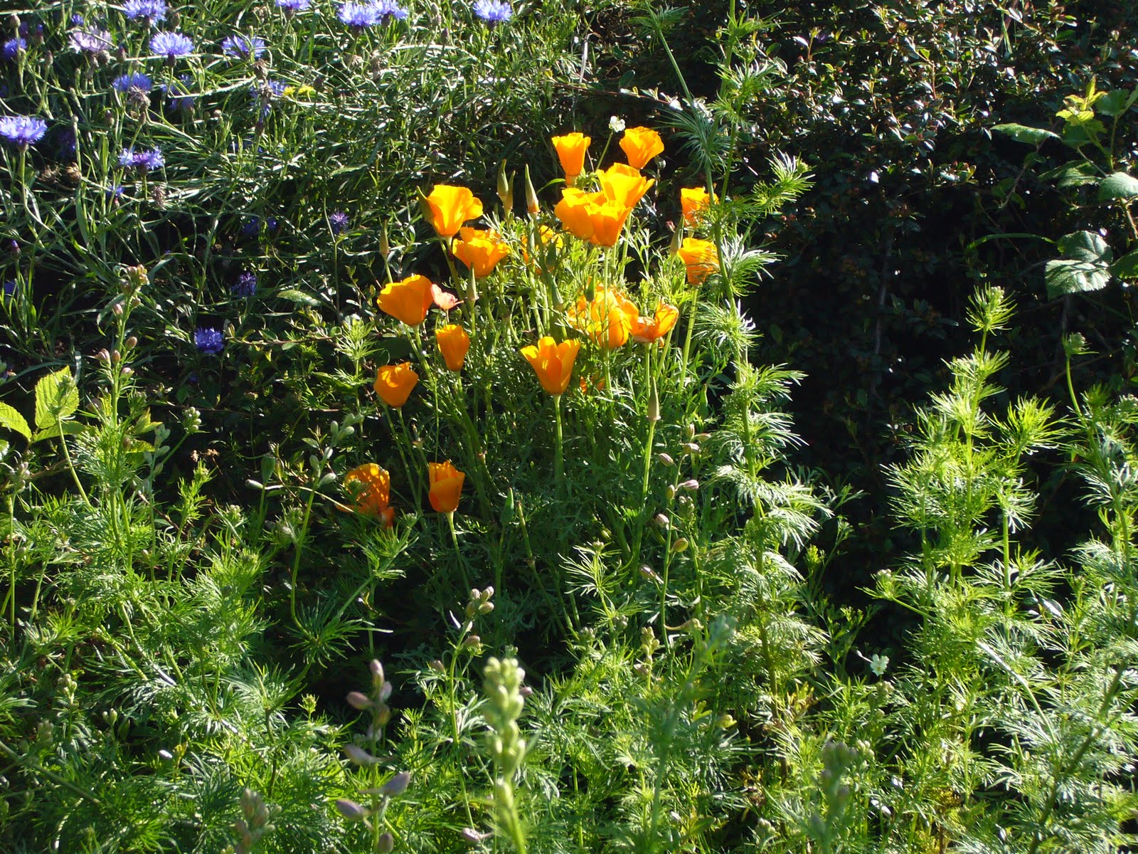 lieu de rencontre allier