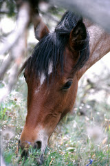 Arrow through the trees