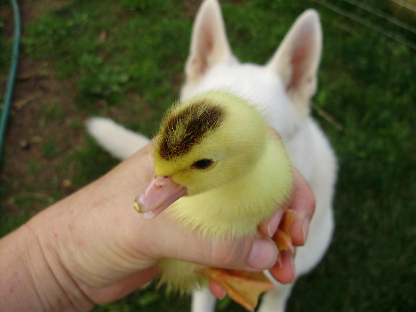 Ohiofarmgirl's Adventures In The Good Land The Cuteness of Baby Ducks....