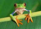 The Roan Surrogate Frog