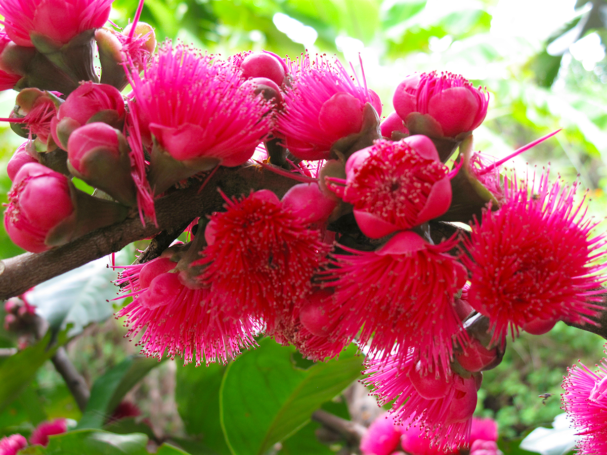 Rose+apple+IMG_4369.jpg 1200×900 pixels