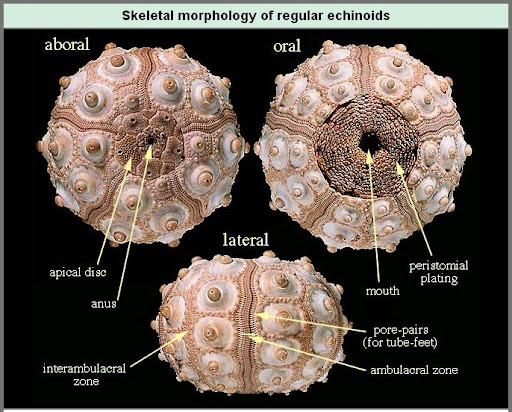 Echinoid Anatomy From This