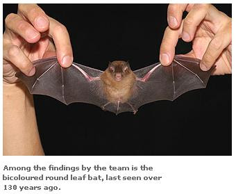 Cheiromeles Torquatus