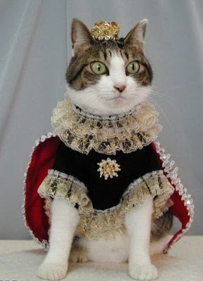 Funny dressed up cats