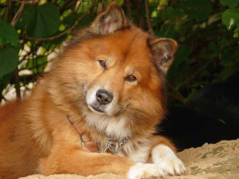 chow chow husky
