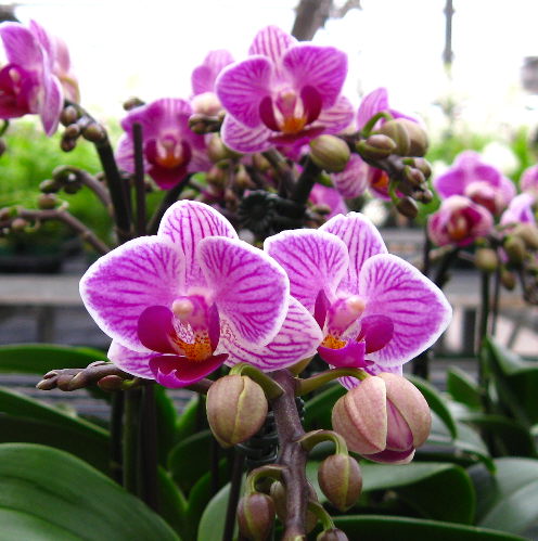 [orchids_Phalaenopsis+Pixie+Mini+Phal+012.JPG]