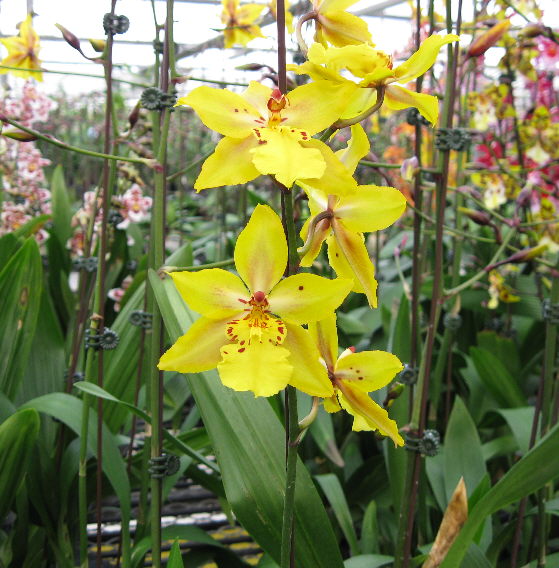 Eggstra Beautiful Yellow Orchids for Easter Orchidaceous! Orchid Blog