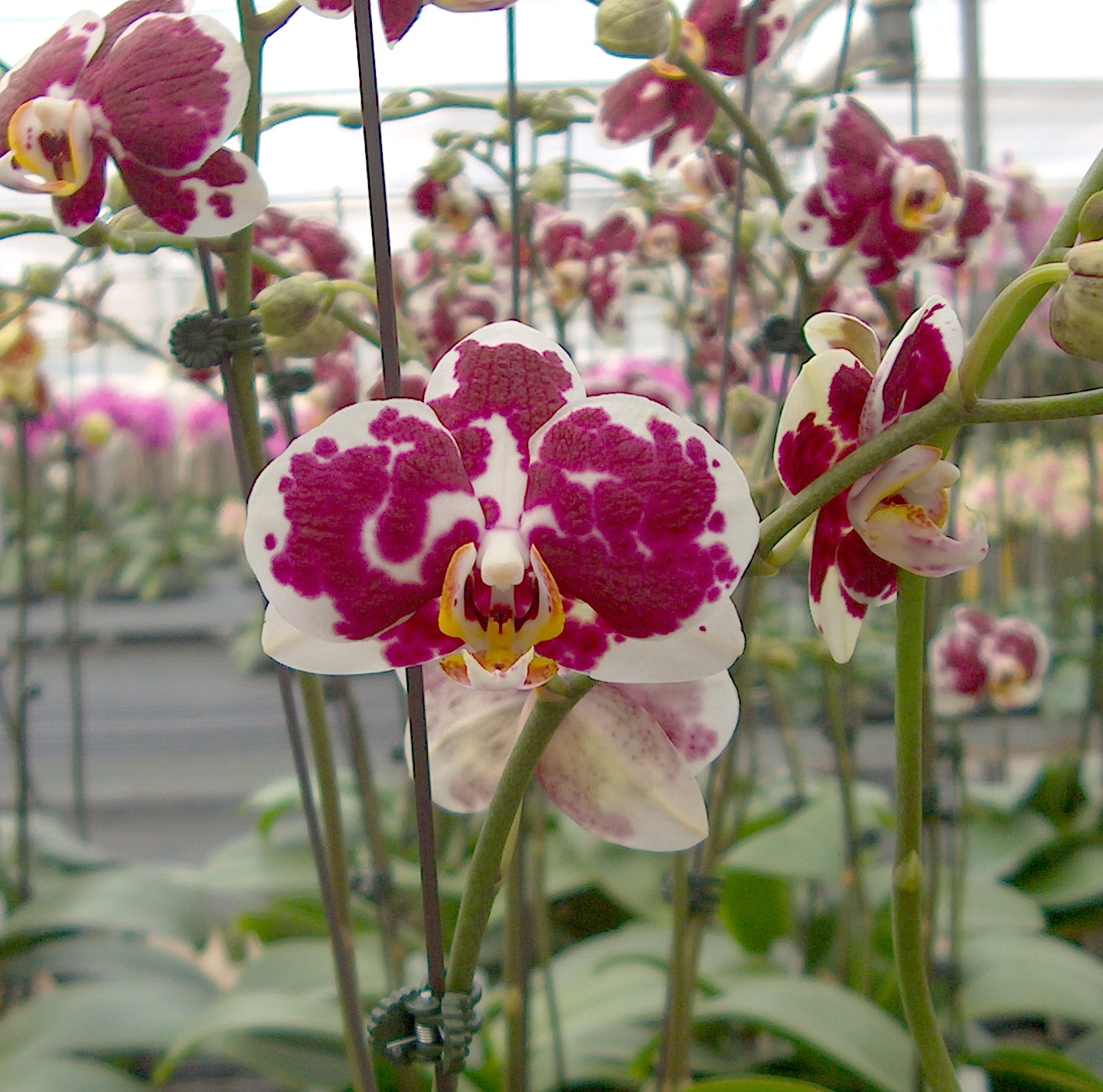 Spring Orchids Still in Bloom in California Orchidaceous! Orchid Blog