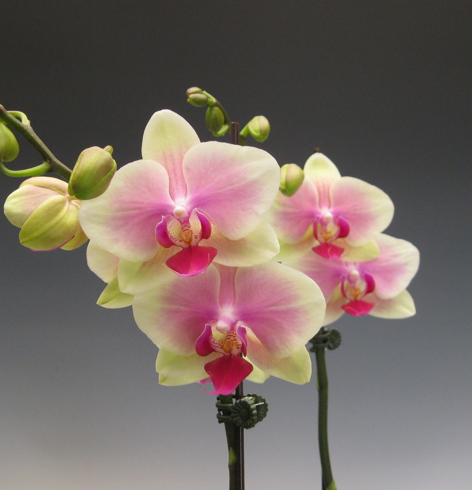 On your mark, get set, go summer orchids are here! Orchidaceous