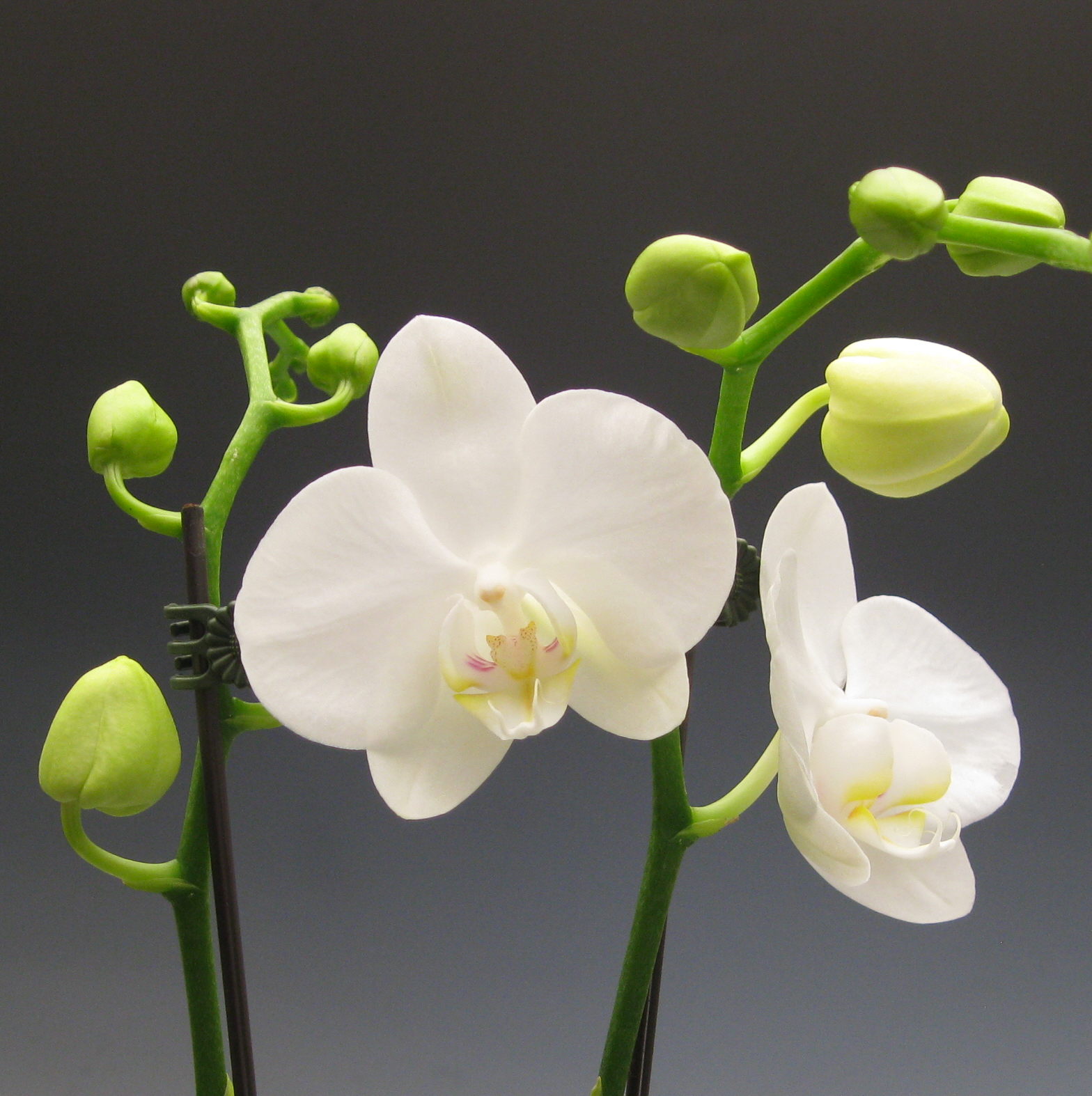 Orchids that make you smile, which one is your favorite? Orchidaceous