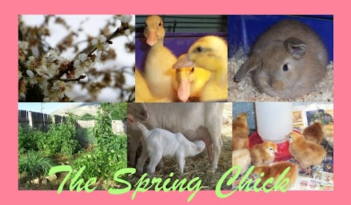The Spring Chick