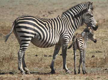 [zebra-de-grevy.jpg]
