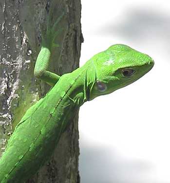 [green_lizard.jpg]