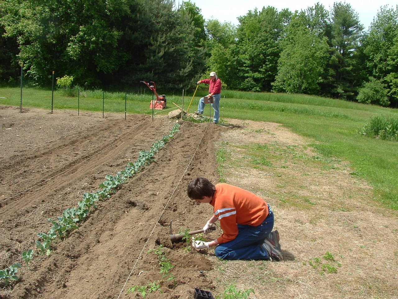 [Chris+planting+tomatoes.jpg]
