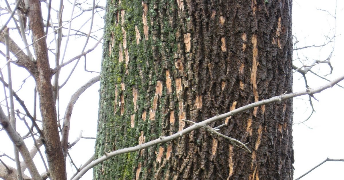 Summit Talk EAB woodpecker damage