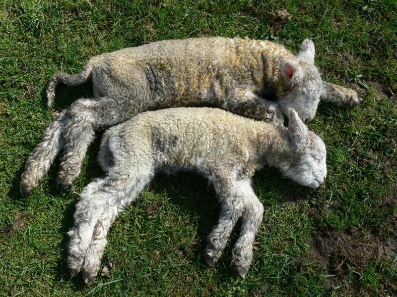 dystocia in sheep