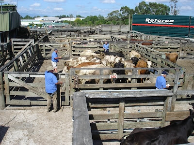 Drafting+cattle++SM.jpg Drafting+cattle++SM.jpg