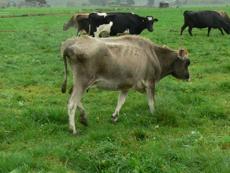 Woolshed 1 Facial Eczema (FE). Farmer Information. Part 3. (Dairy