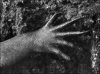[lagartixa.sebastião.salgado.(doc.2).bmp]