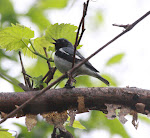 Black-throated Blue Warbler-Ohio