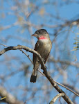 Rose-throated Becard