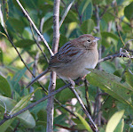 Bachman's Sparrow