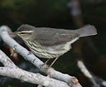 N. Waterthrush - Port Aransas