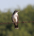 A favorite - Eastern Kingbird