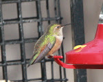 Rufous Hummingbird