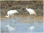 Whooping Cranes