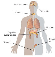 SISTEMA ENDOCRINO