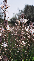 The squill is called Hatzav in Hebrew