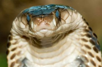 intimidating animal eyes I am so thankful for dr haeussler at the animal eye institute for everything he i hope you know we all appreciate the help as it is intimidating when you are. intimidating animal eyes I am so thankful for dr haeussler at the animal eye institute for everything he i hope you know we all appreciate the help as it is intimidating when you are.