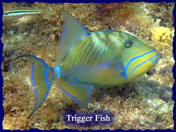[Triggerfish.jpg]