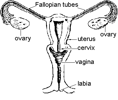 Women+body+parts+diagram