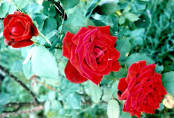 ROSE ROSSE IN RICORDO DEI MARTIRI CRISTIANI