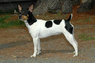Rat Terriers