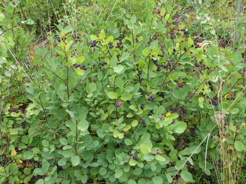 Yukon Wild Berries Saskatoon berry