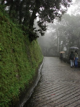 wet misty pathway