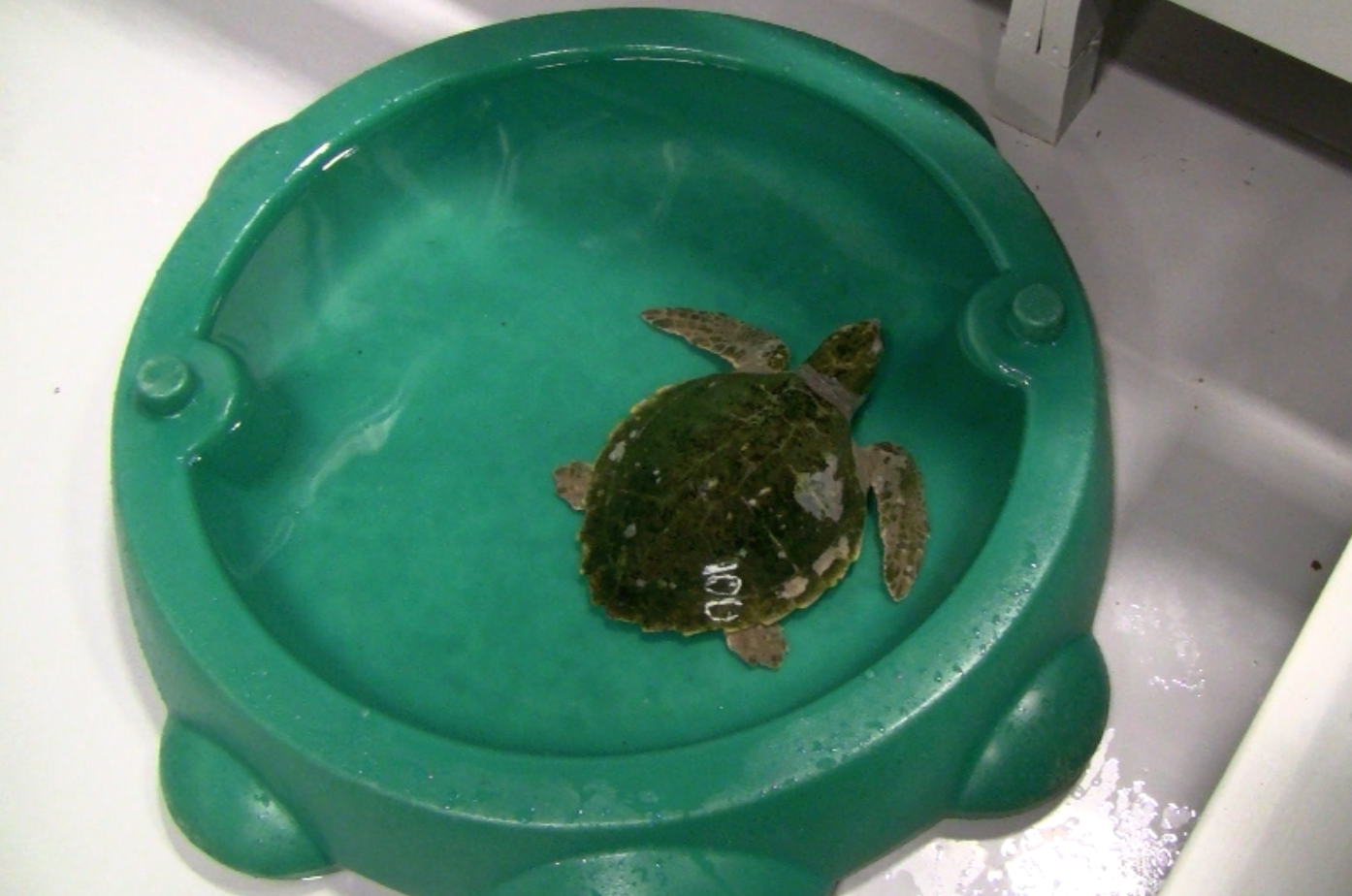 Marine Animal Rescue Team Blog