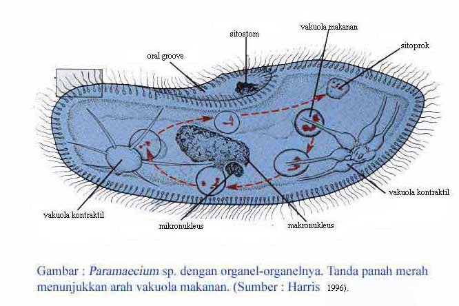 [paramecium.bmp]