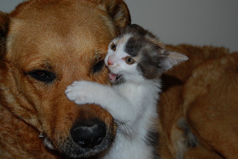 [cane-e-gatto.jpg]