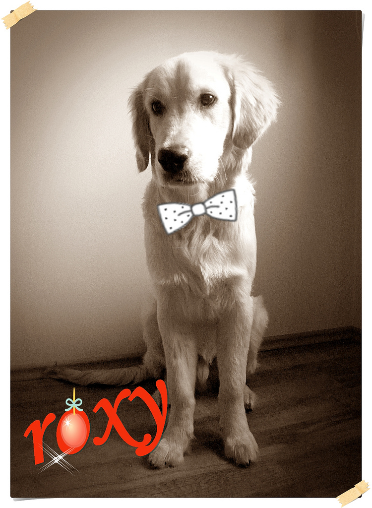 Golden Retriever Roxy Aralık 2010