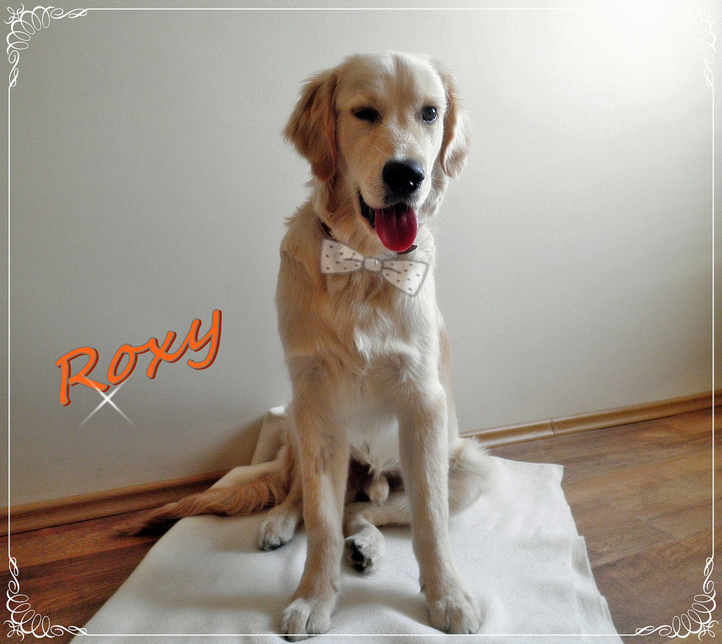 Golden Retriever Roxy Havlama Sorunu ve Sus Komutu